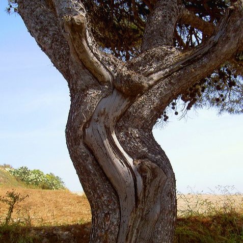 Article 8